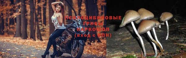 трава Вязьма